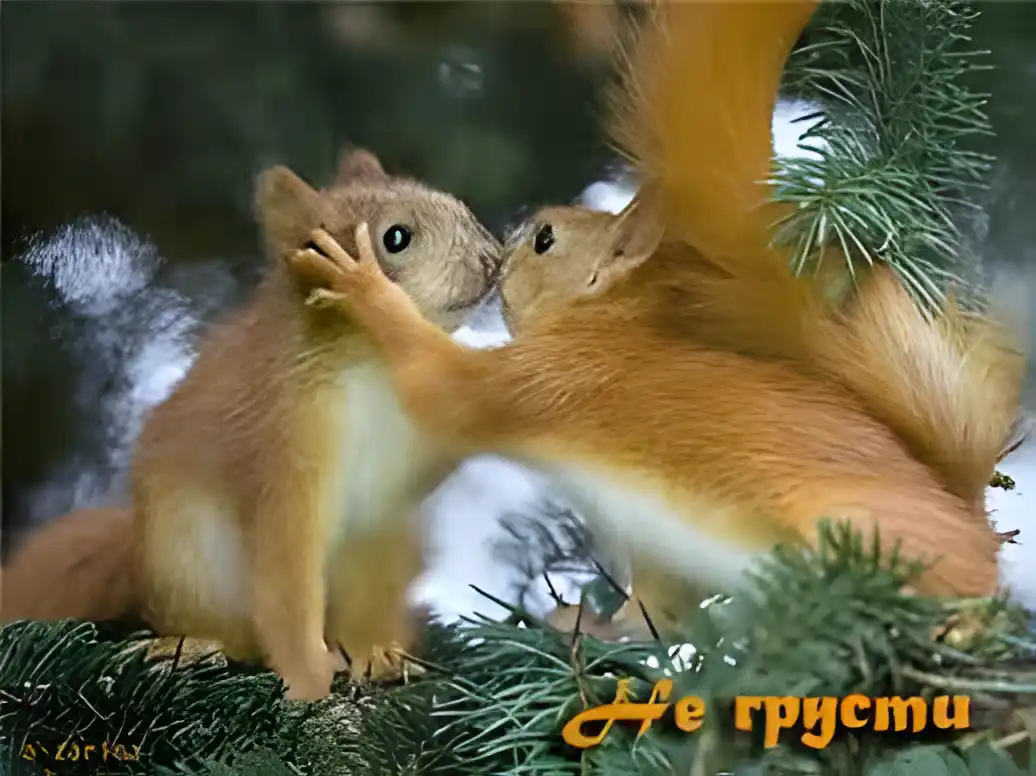 Открытка Открытки не грусти - Две рыжие белки на ели: открытка с животными | Красивая открытка #47