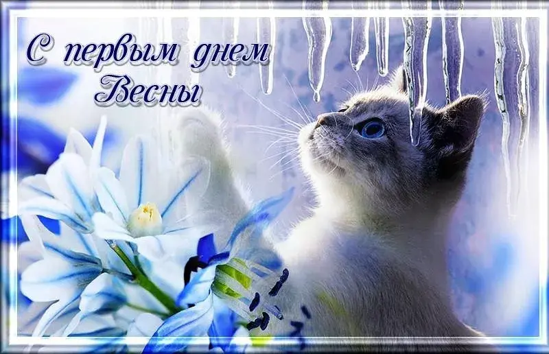Открытка С первым днём весны - Котенок и цветы: нежная открытка  С днем! | Красивая открытка #17