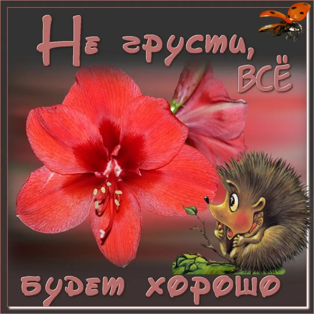 Открытка Не грусти - Открытка с ежом и красным цветком | Красивая открытка #2
