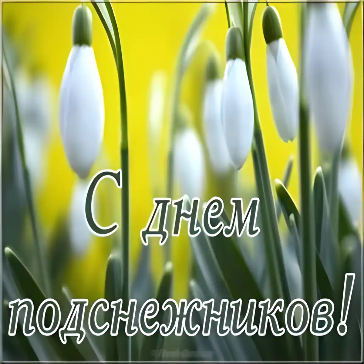 Открытка С днём подснежника - С Днем Подснежников! Открытка с первыми цветами | Красивая открытка #18
