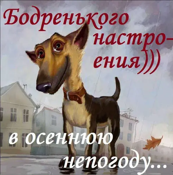 Открытка Картинки про погоду - Собака на фоне домов, осенние листья | Красивая открытка #34