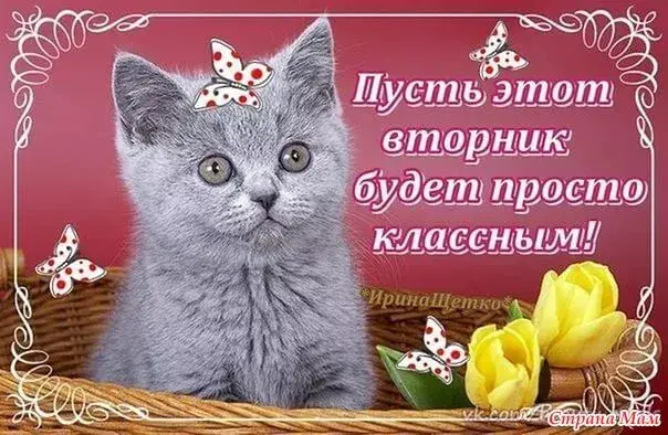 Открытка Вторник - Серый кот в плетеной корзине с тюльпанами | Красивая открытка #13