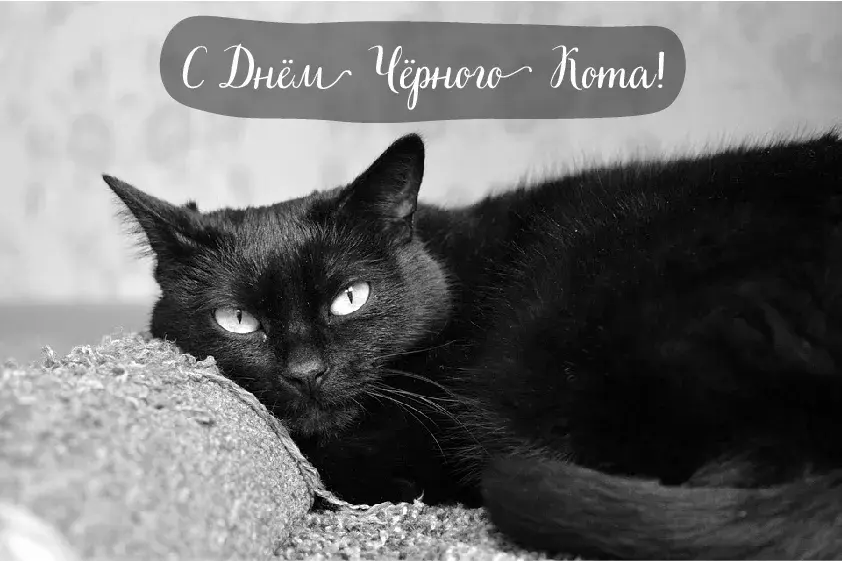 Открытка День черного кота - Черный кот лежит на подушке | Красивая открытка #15