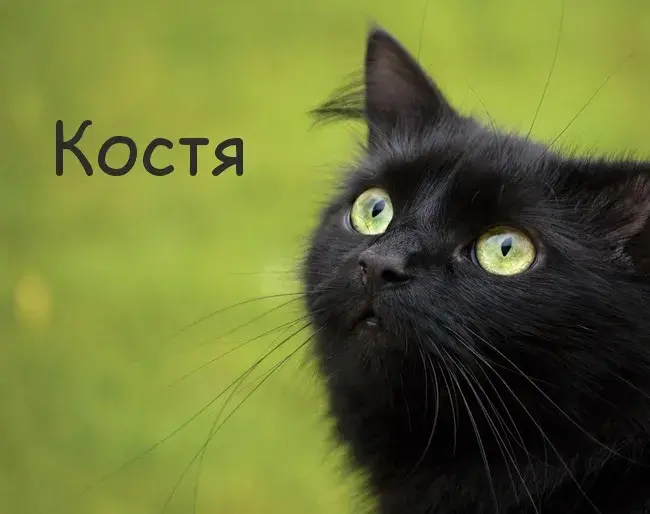 Открытка Открытки с именем Константин  - Черный кот с зелеными глазами. Открытка с котиком | Красивая открытка #156