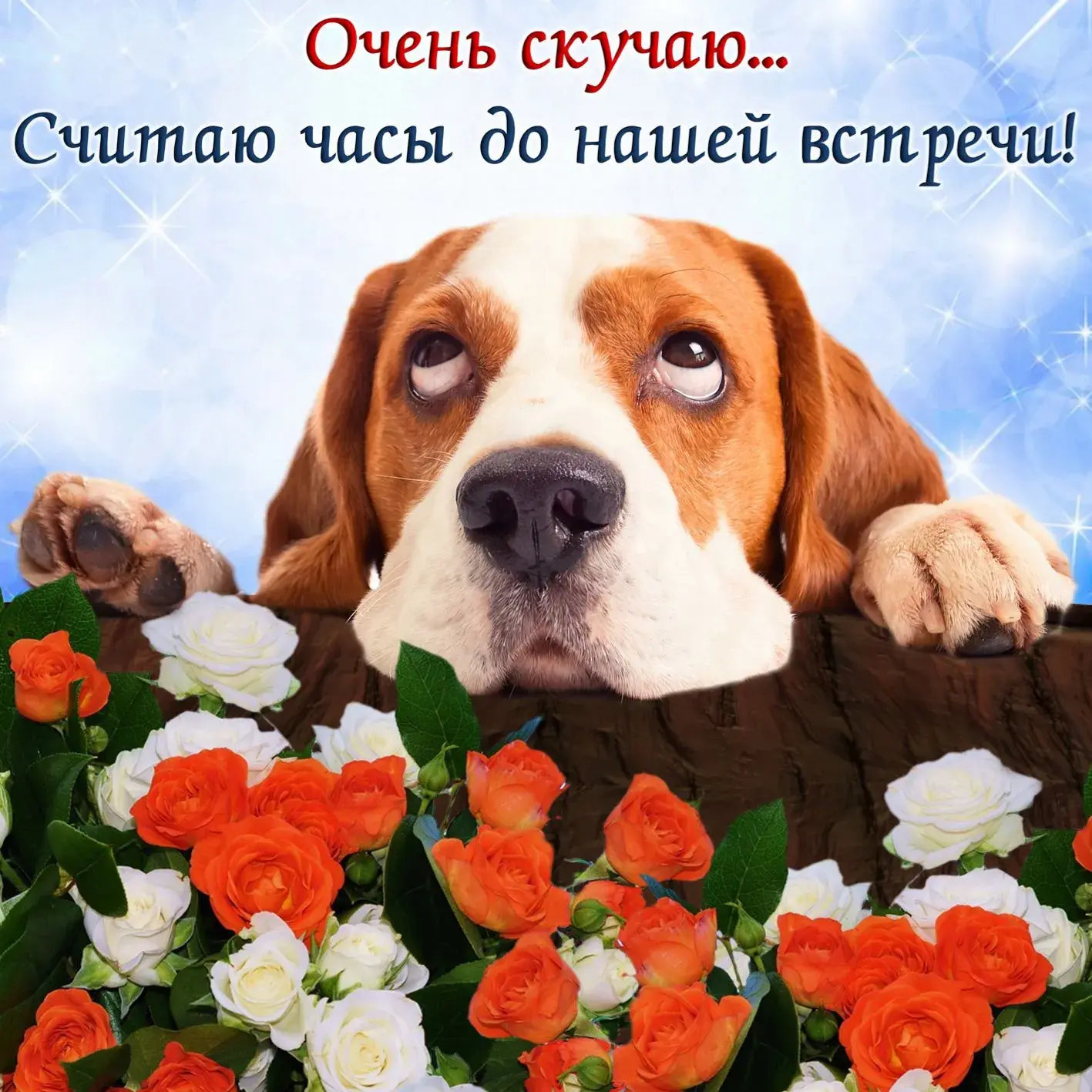 Открытка Скучаю - Собака и розы: милая открытка с четвероногим другом | Красивая открытка #68