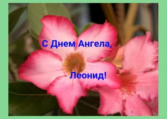 Открытка Открытки с именем Леонид  - Розовый цветок адениум на зеленом фоне | Красивая открытка #209