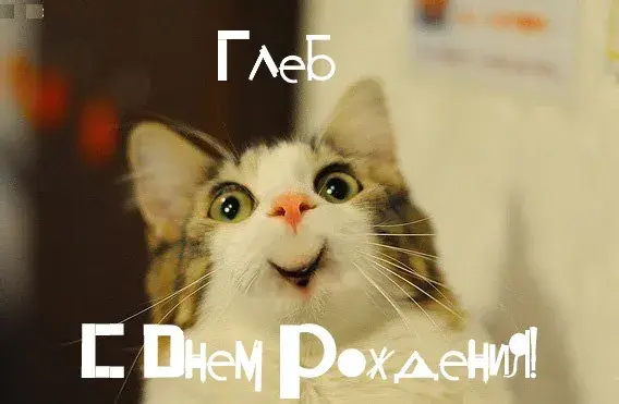 Открытка открытки с именем Глеб - С Днём рождения! Смешная кошка с открыткой | Красивая открытка #226