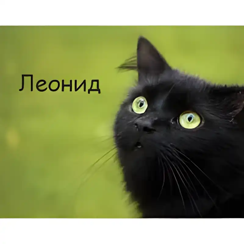 Открытка Открытки с именем Леонид  - Открытка с черным котом - купить онлайн | Красивая открытка #214