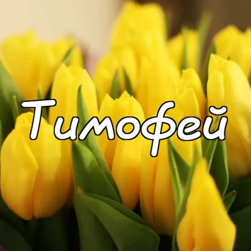 Открытка Открытки с именем Тимофей - Букет тюльпанов: яркие желтые цветы | Красивая открытка #150