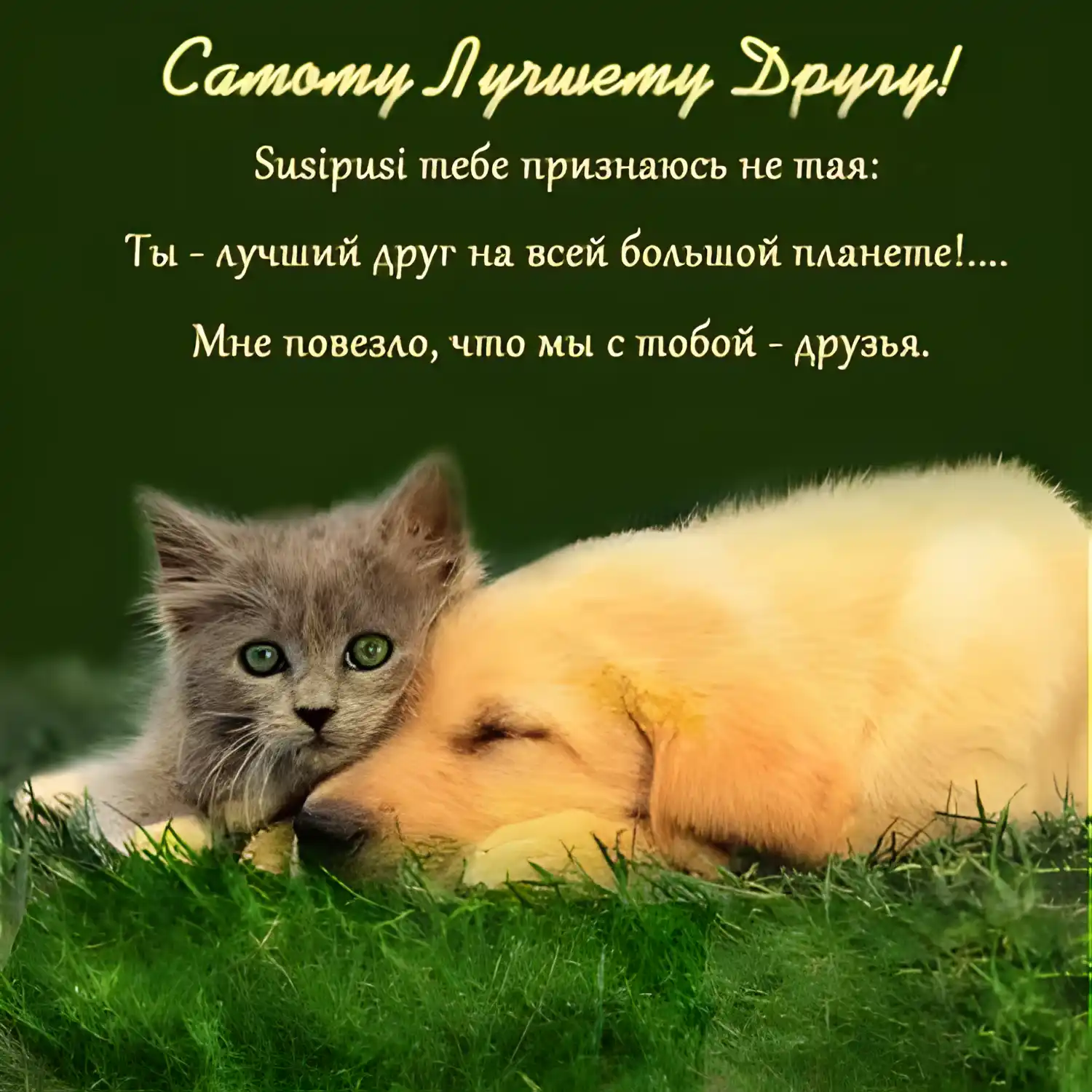Открытка Открытки о дружбе - Открытка: Котенок и щенок спят вместе | Красивая открытка #21