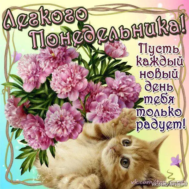 Открытка Понедельник - Открытка с котенком и цветами | Красивая открытка #1