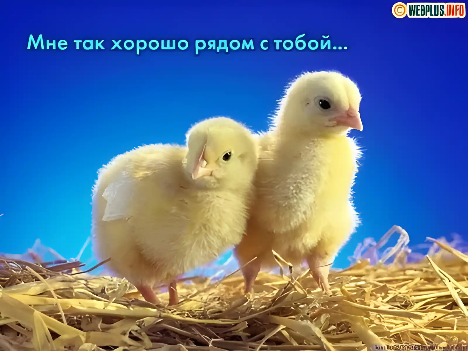 Открытка Открытки я рядом - Два цыпленка на соломе, открытка | Красивая открытка #131