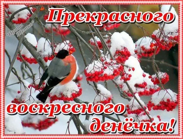 Открытка Открытки на воскресенье - Зимняя открытка: птица на рябине, снег | Красивая открытка #142