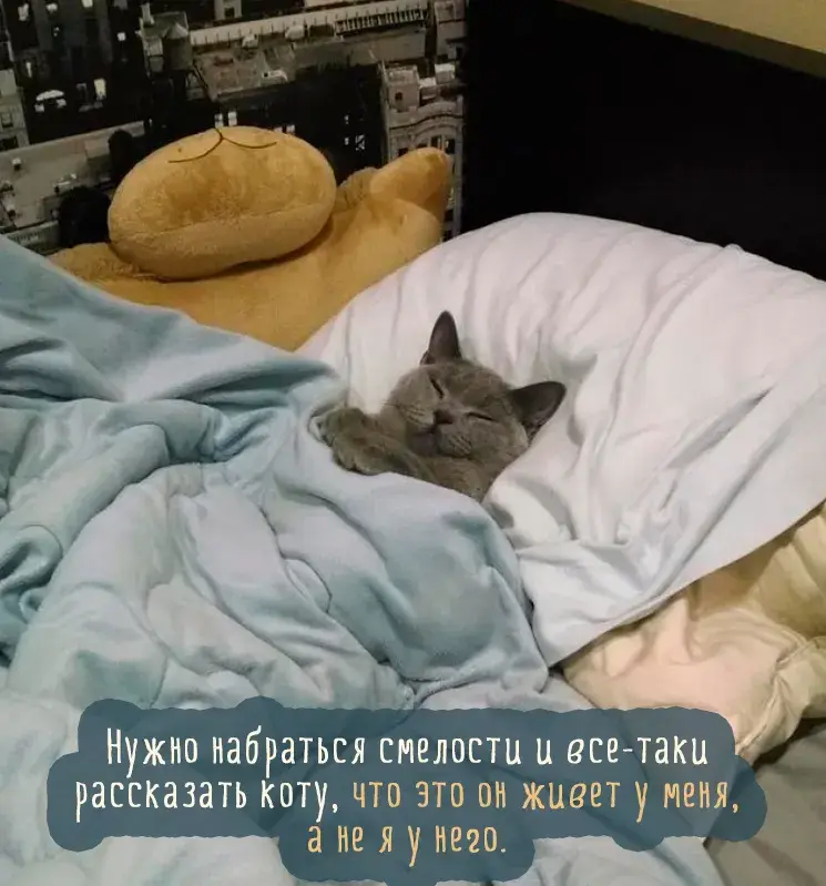 Открытка Прикольные открытки с животными - Уютная открытка: котик, подушка, Париж | Красивая открытка #11