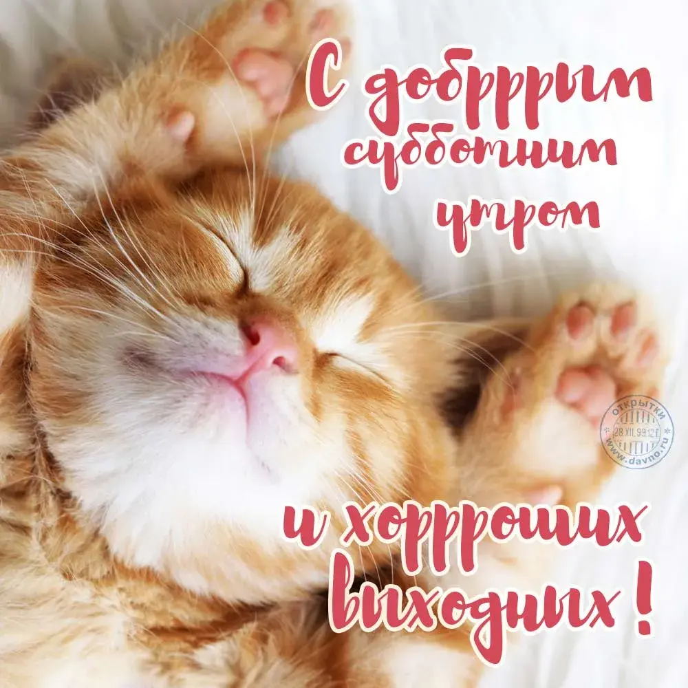 Открытка Доброе утро - Открытка с рыжим котенком | Красивая открытка #271