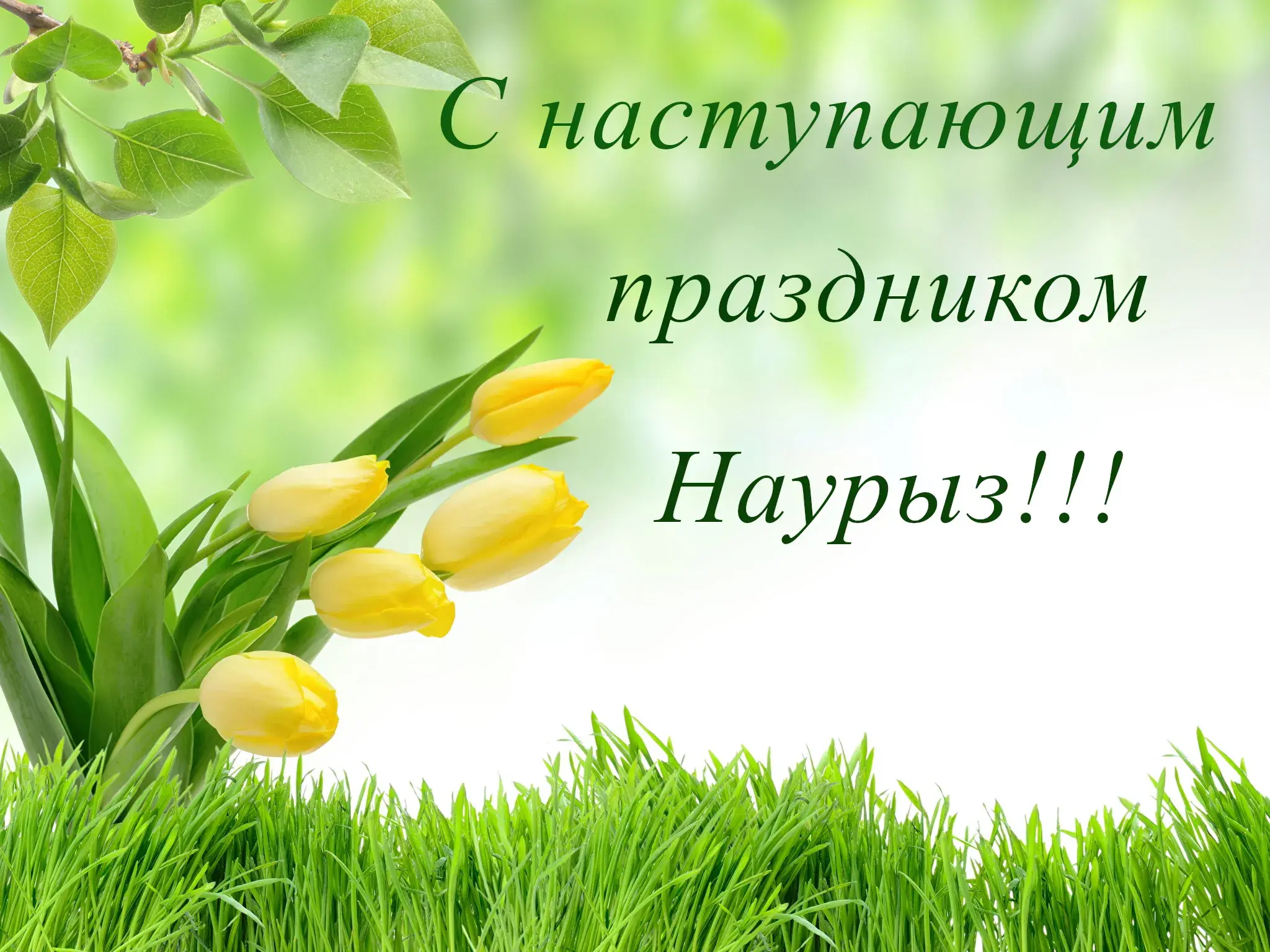 Открытка 22 марта  Наурыз - Желтые тюльпаны на фоне зеленой травы | Красивая открытка #47