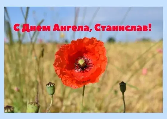 Открытка Открытки с именем Станислав  - Красный мак на поле: открытка с цветами | Красивая открытка #90