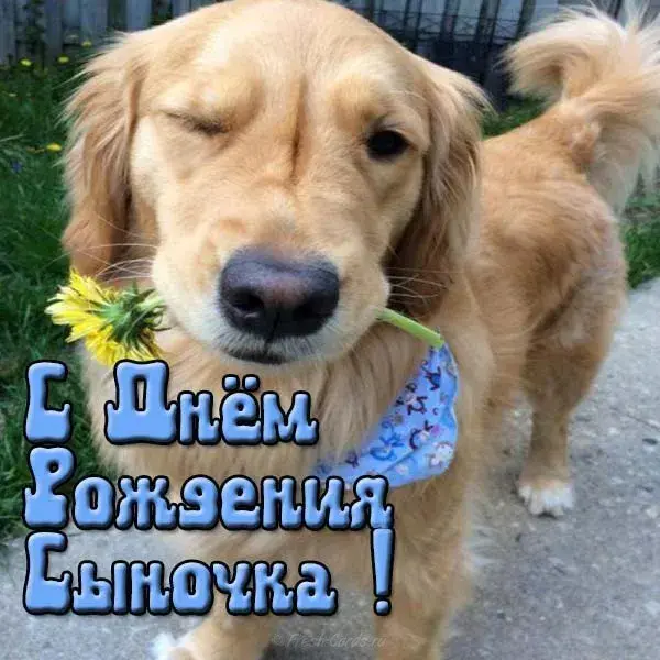 Открытка С рождением сына - Собака с цветком: открытка с днем рождения | Красивая открытка #92