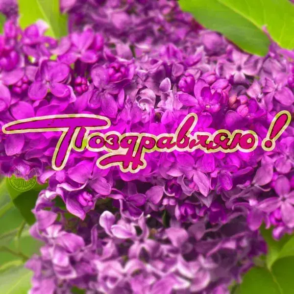 Открытка С сиренью - Праздничная открытка с фиалками | Красивая открытка #83