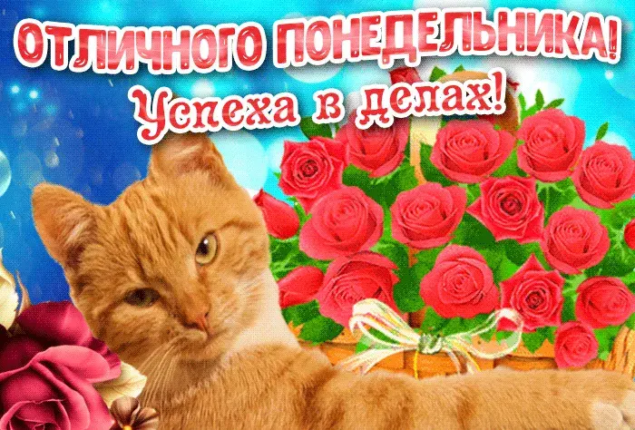 Открытка Удачного понедельника - Кошка и букет роз: открытка с кошкой | Красивая открытка #79