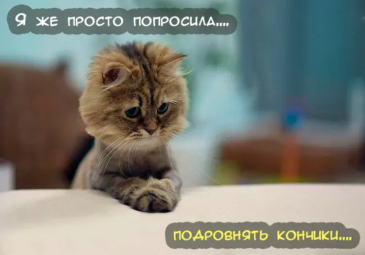 Открытка Прикольные открытки с животными - Открытка с котенком: Милый пушистик для тебя | Красивая открытка #13