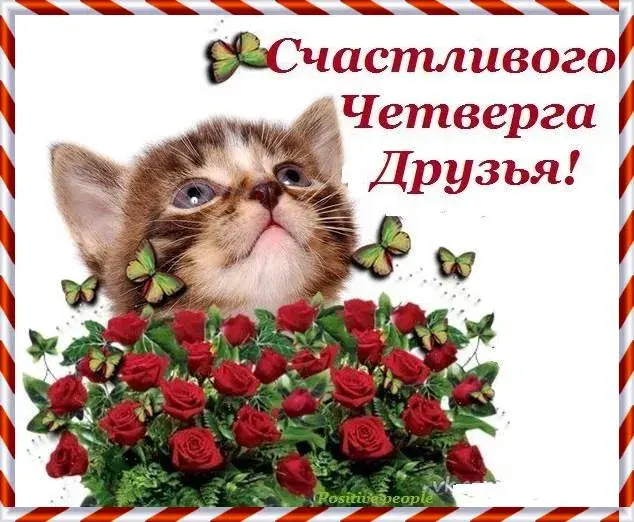 Открытка Четверг - Открытка с котенком и розами | Красивая открытка #14