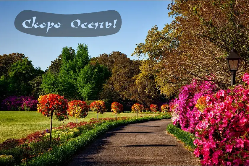 Открытка Скоро осень - Розовый сад: открытка с цветущими кустарниками | Красивая открытка #18