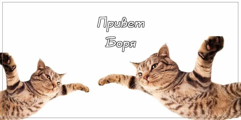 Открытка открытки с именем Борис - Открытка с котиками, забавные кошки, милые котята | Красивая открытка #105