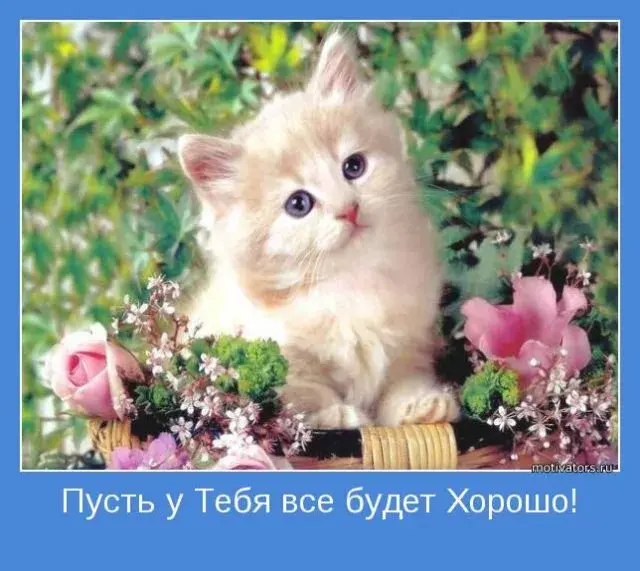 Открытка Открытки все будет хорошо - Милый котенок на цветочной поляне - открытка | Красивая открытка #70