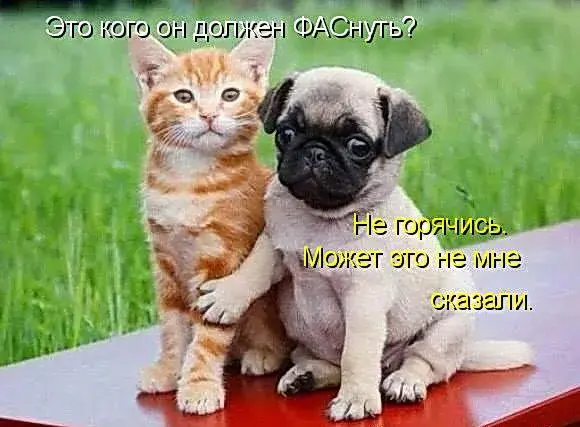 Открытка Прикольные открытки с животными - Котенок и щен: милая открытка с животными | Красивая открытка #12