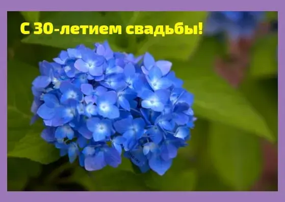 Открытка Открытки на Жемчужную свадьбу 30 лет - Голубая гортензия крупным планом | Красивая открытка #79