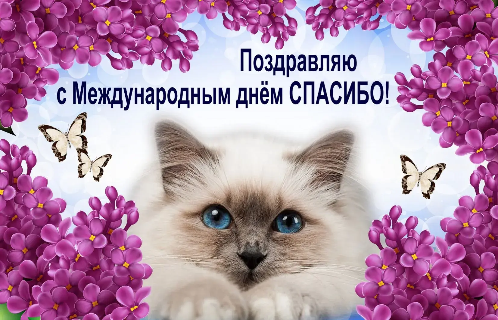 Открытка С сиренью - Котенок с лавандой: открытка, поздравление, милота | Красивая открытка #81