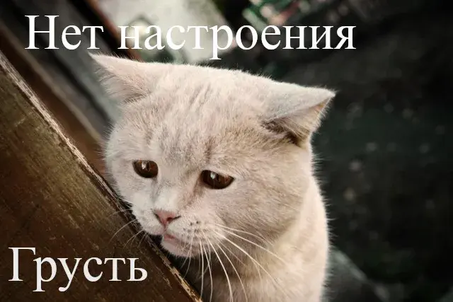 Открытка С кошками - Грустный кот: открытка с печальным котенком | Красивая открытка #2