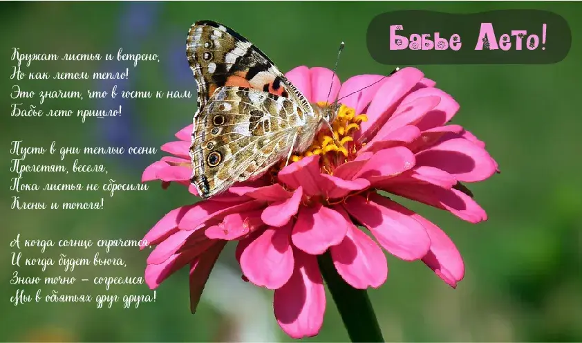 Открытка Бабье Лето - Розовый цветок и бабочка: яркая открытка | Красивая открытка #73