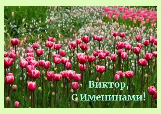 Открытка открытки с именем Виктор - Поле тюльпанов: поздравления с днем рождения | Красивая открытка #154