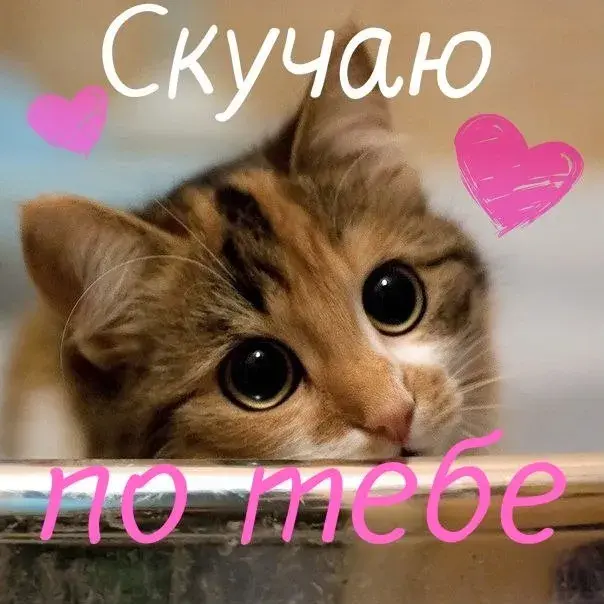 Открытка Скучаю - Милый котёнок: открытка с котенком для тебя | Красивая открытка #142