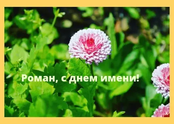 Открытка Открытки с именем Роман - Розовый цветок на фоне зелени. Открытка с днем рождения. | Красивая открытка #98