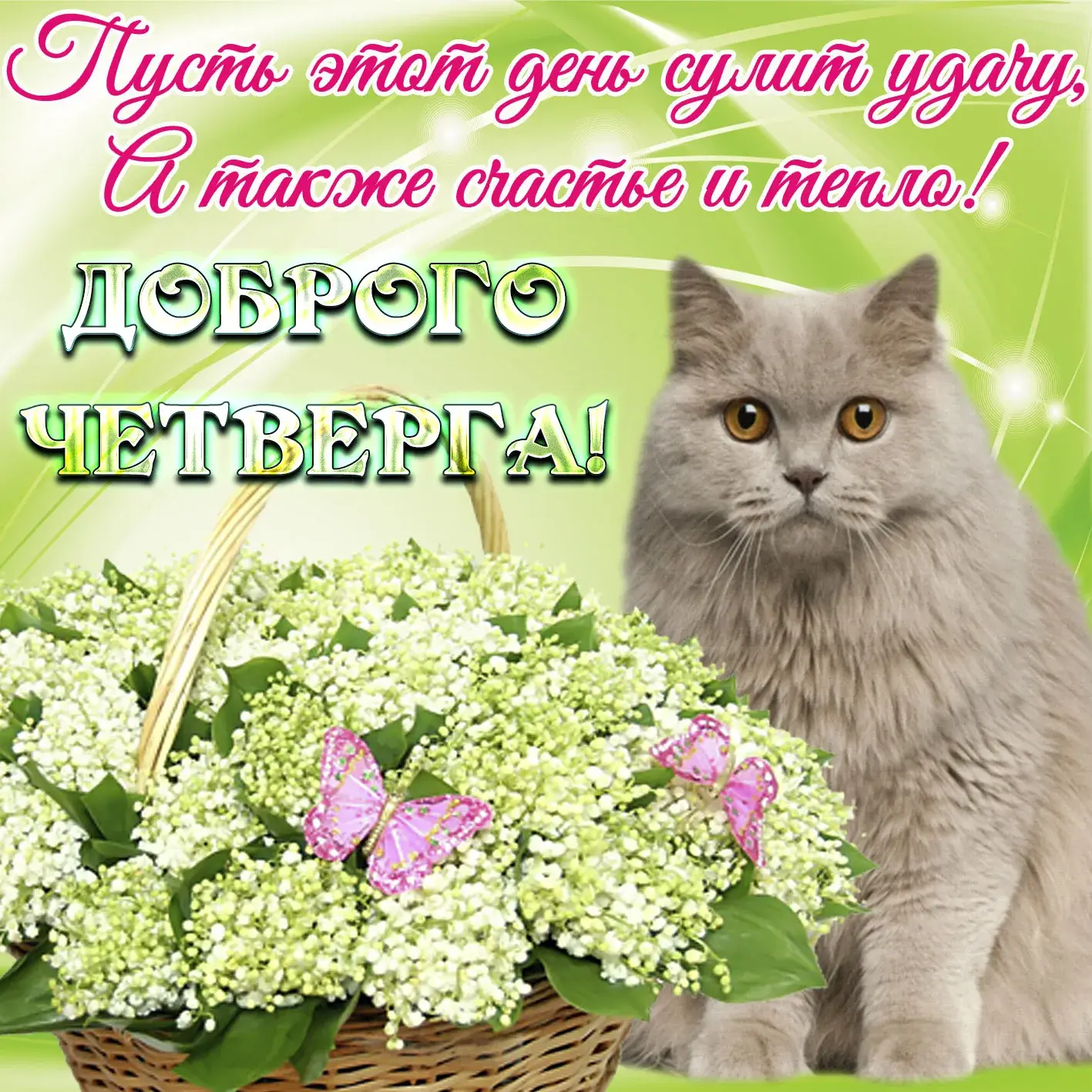 Открытка Открытки на четверг - Кошка с мимозой и бабочкой - Праздничная открытка | Красивая открытка #55