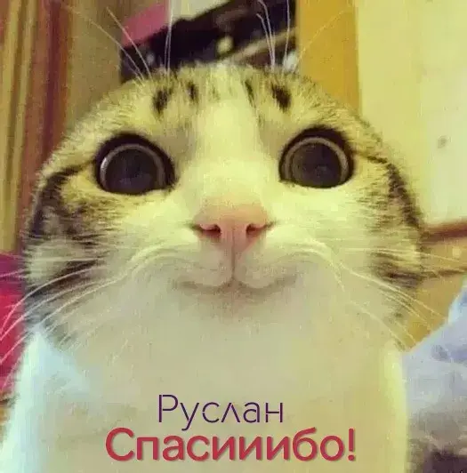 Открытка открытки с именем Руслан - Смешная кошка: открытка с котом, фото, прикол | Красивая открытка #231
