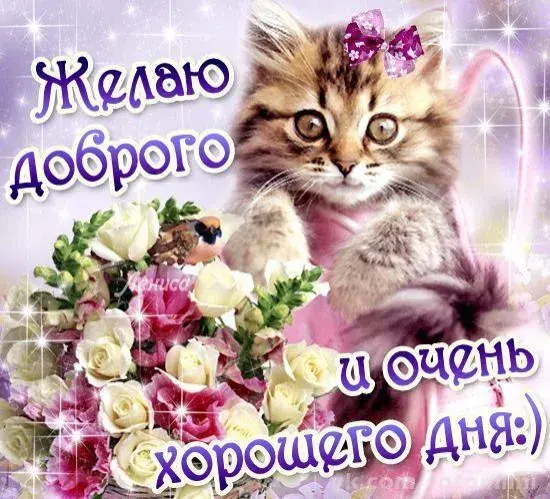 Открытка добрый день - Открытка с котенком: поздравления с днем рождения | Красивая открытка #67