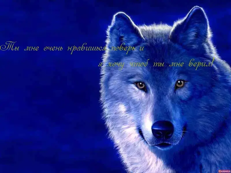 Открытка Открытки ты мне нравишься - Открытка с волком: синий фон, взгляд | Красивая открытка #30