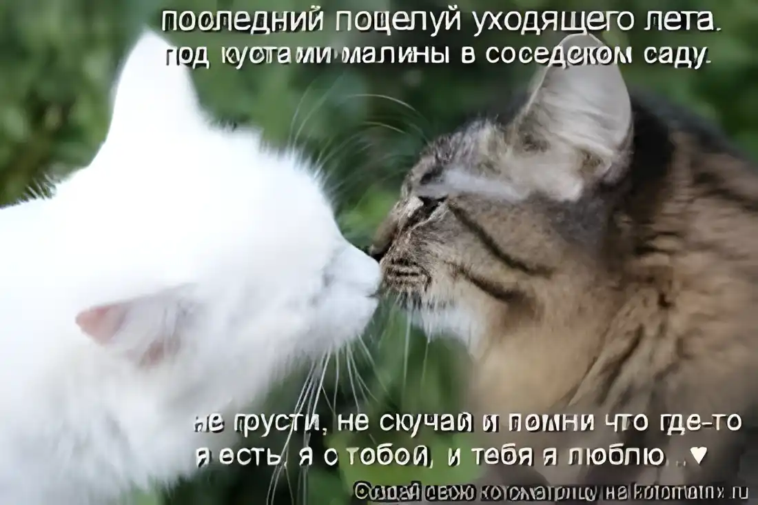 Открытка Открытки я рядом - Две кошки целуются на фоне зелени. | Красивая открытка #99
