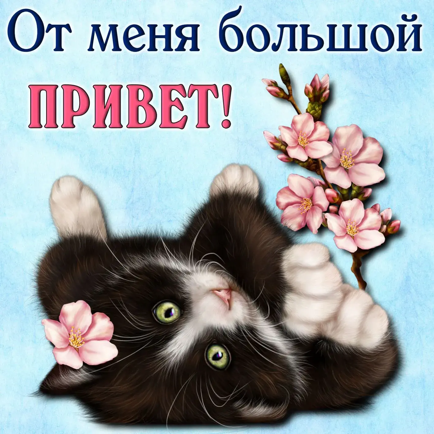 Открытка Привет - Котенок с цветами сакуры  открытка с милым питомцем | Красивая открытка #79