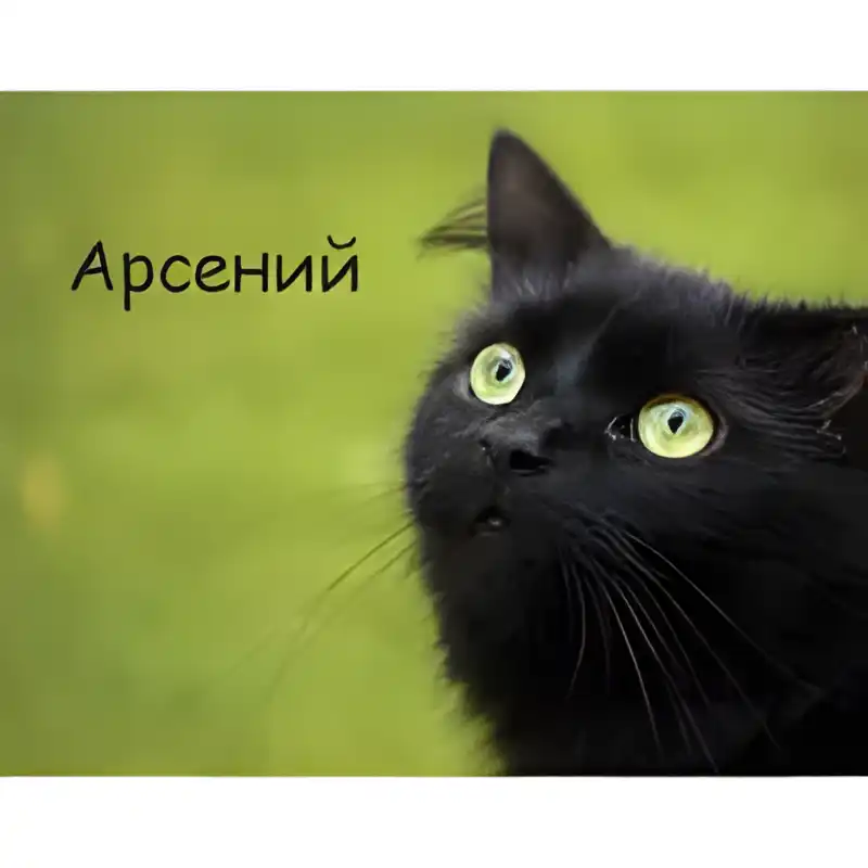 Открытка открытки с именем Арсений - Черный кот на открытке: милый взгляд | Красивая открытка #164