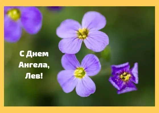 Открытка Открытки с именем Лев  - Фиолетовые цветы на открытке: поздравление | Красивая открытка #191