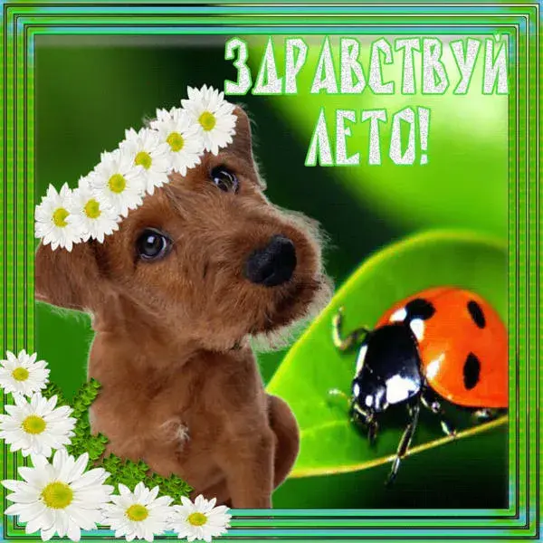 Открытка Первый день лета - Собака с ромашками и божьей коровкой - открытка | Красивая открытка #141