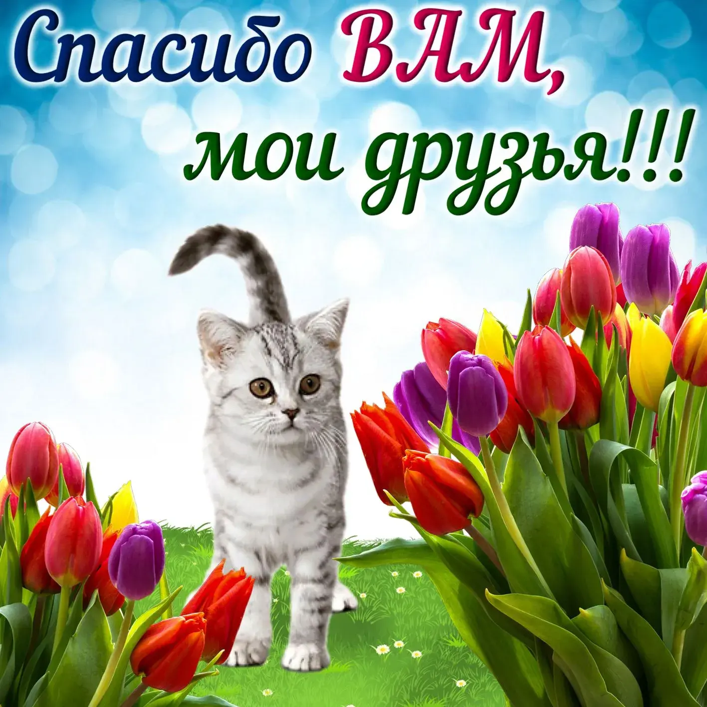 Открытка Спасибо - Котенок и тюльпаны: милая открытка для вас! | Красивая открытка #128
