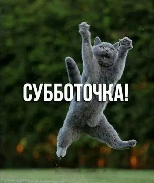 Открытка Открытки на субботу - Смешная открытка с котом: прыжок радости! | Красивая открытка #159