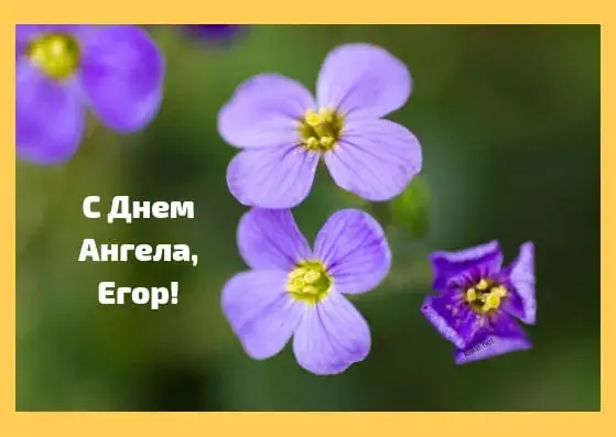 Открытка открытки с именем Егор - Открытка с фиолетовыми цветами | Красивая открытка #180