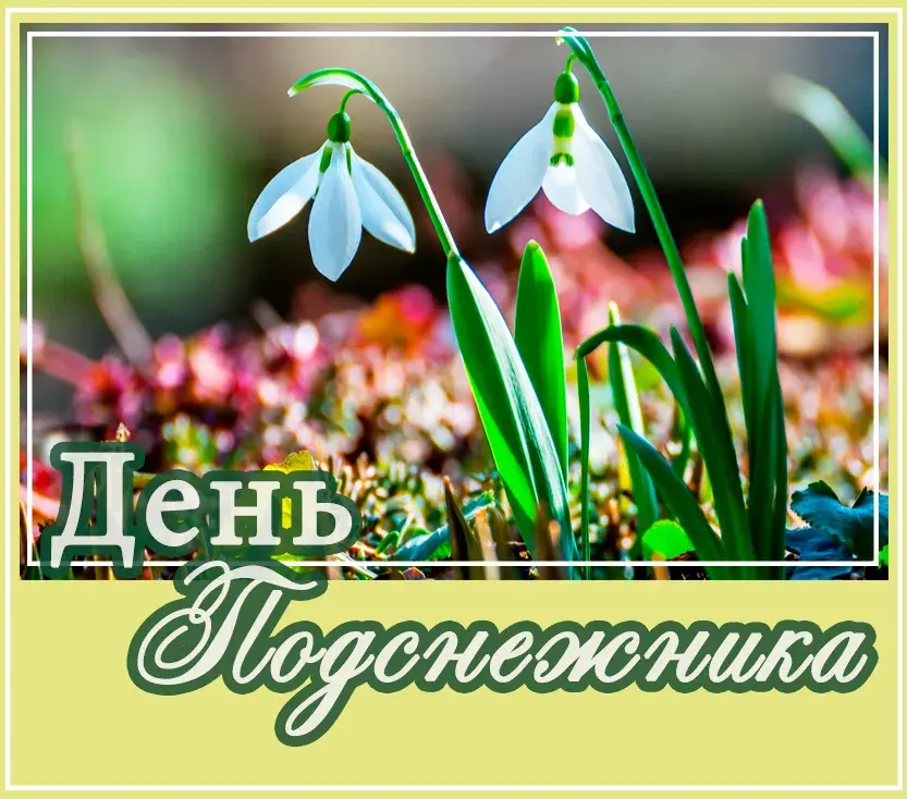 Открытка День подснежника - Подснежники: весенняя открытка с первыми цветами | Красивая открытка #44
